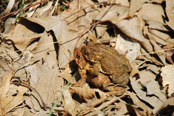 toads mating 003