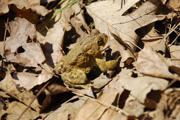 toads mating 005